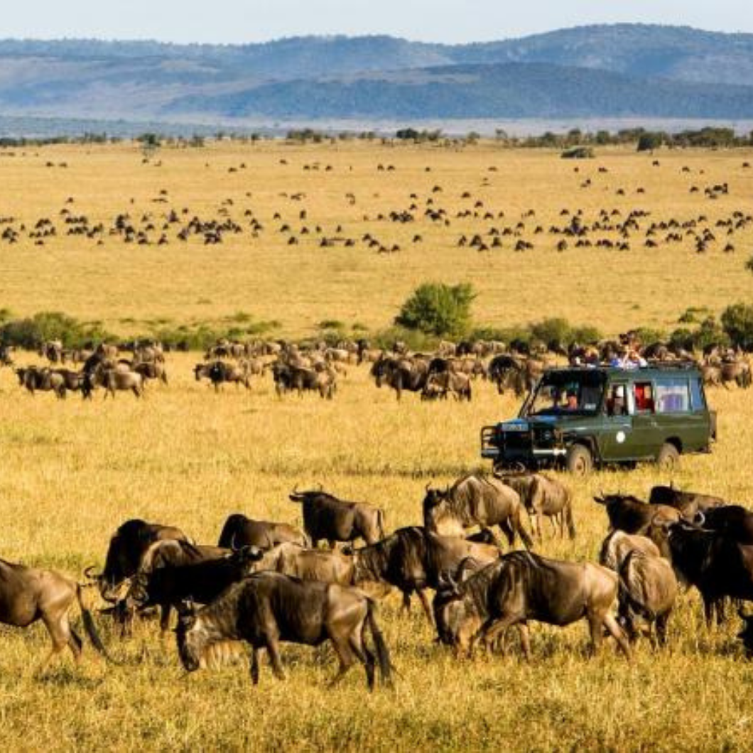 TANZÂNIA E QUÊNIA - Image 3