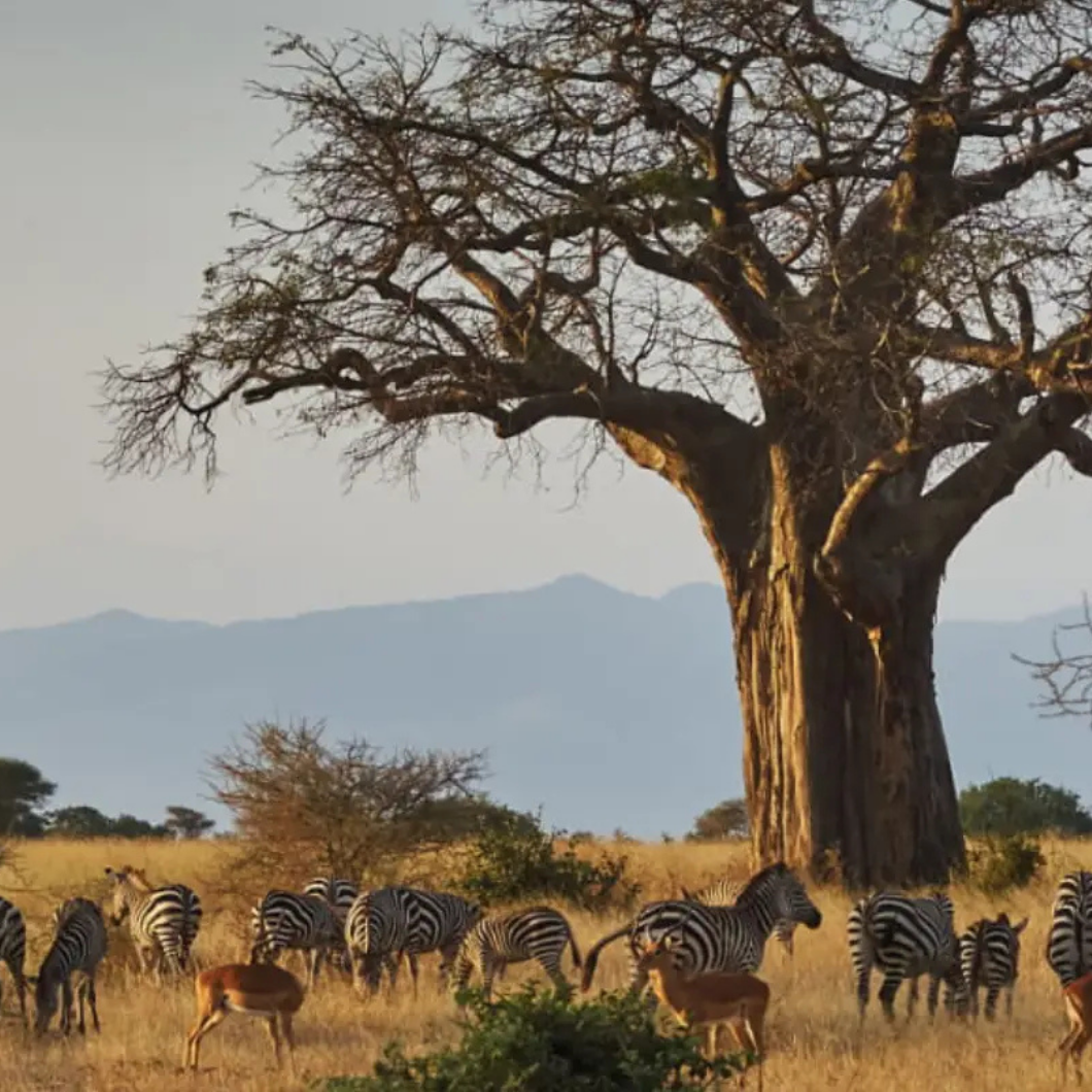 TANZÂNIA E QUÊNIA - Image 4