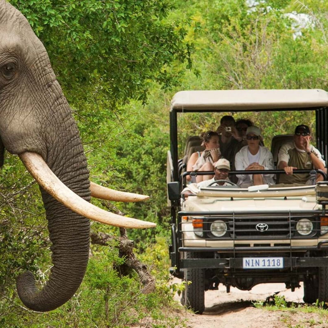 LENDAS DA AFRICA DO SUL - KRUGER E PILANESBERG - Image 4